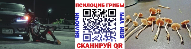 хочу   Гороховец  Галлюциногенные грибы Psilocybe 